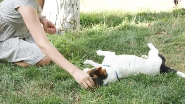 Vrouw met hond op gras spelen — Stockvideo