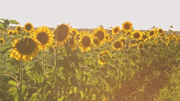 Gebied van zonnebloemen — Stockvideo