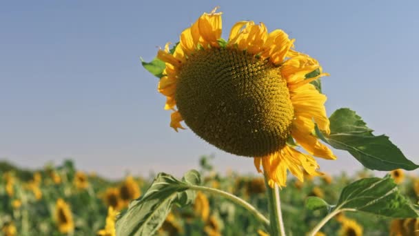 Gebied van zonnebloemen — Stockvideo