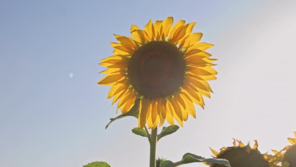 Sonnenblume auf blauem Himmel Hintergrund. — Stockvideo