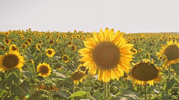 Campo de girasoles — Vídeo de stock