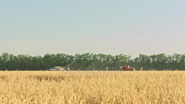 Комбайн в пшеничному полі — стокове відео