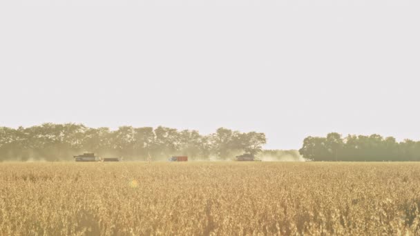 Комбайн в пшеничному полі — стокове відео