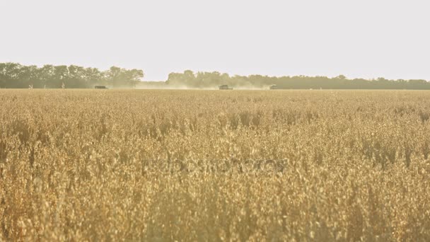 Combinar cosechadora en campo de trigo — Vídeos de Stock