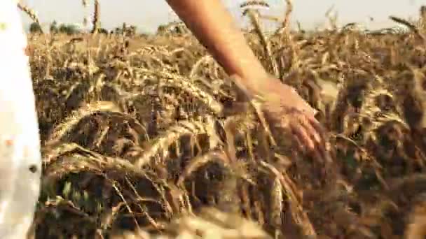 Las niñas mano toca las espigas de trigo en el campo . — Vídeo de stock