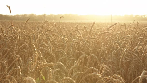 Campo de trigo al atardecer en verano — Vídeo de stock