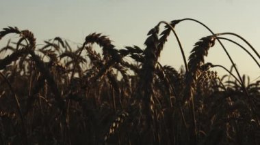 Buğday alan yaz aylarında gün batımında