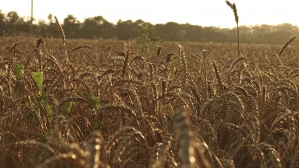 Пшеничное поле на закате летом — стоковое видео