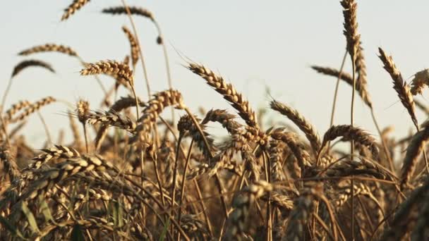 Campo de trigo ao pôr-do-sol no verão — Vídeo de Stock