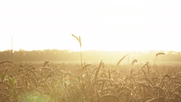 Campo de trigo al atardecer en verano — Vídeos de Stock