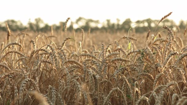 Пшеничне поле на заході сонця влітку — стокове відео