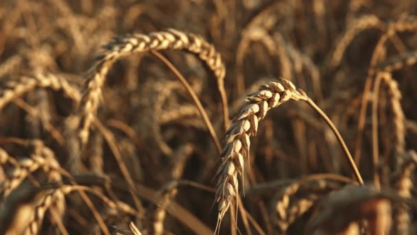 Campo de trigo al atardecer en verano — Vídeos de Stock