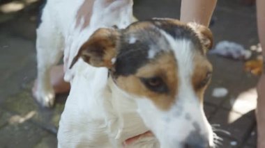 Kadın banyo küçük köpek