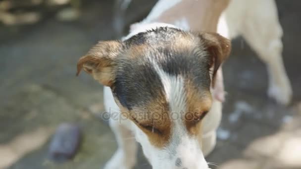 Mulher banho cão pequeno — Vídeo de Stock