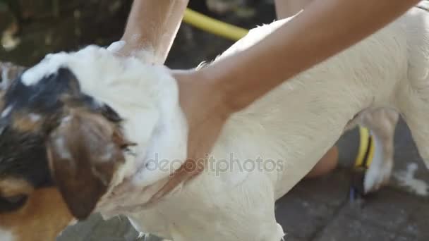 Mulher banho cão pequeno — Vídeo de Stock