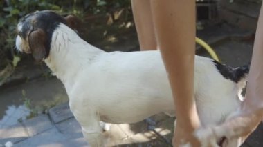 Kadın banyo küçük köpek