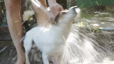 Kadın banyo küçük köpek