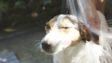 Kadın banyo küçük köpek