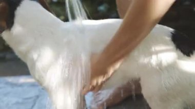 Kadın banyo küçük köpek