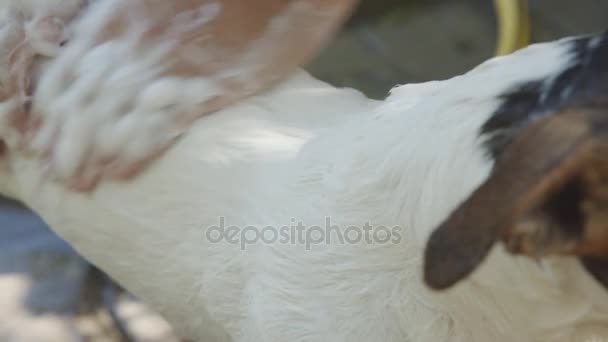 Femme baignade petit chien 