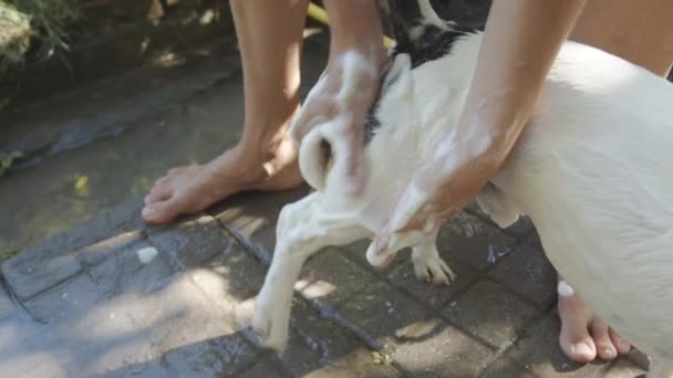 Femme baignade petit chien — Video