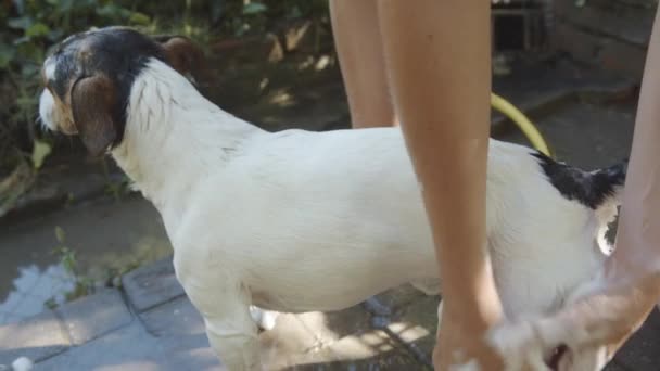 Kadın banyo küçük köpek — Stok video