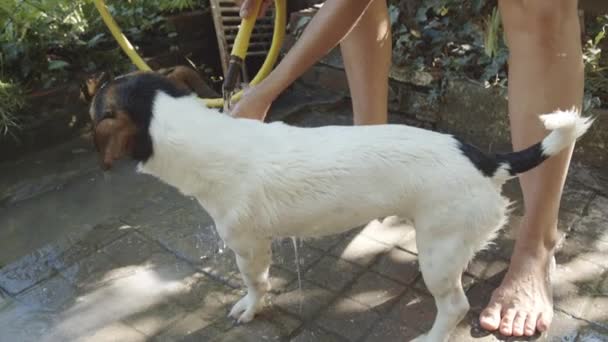 Mujer baño pequeño perro — Vídeo de stock
