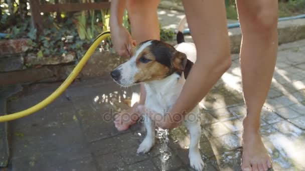 Vrouw zwemmen kleine hond — Stockvideo