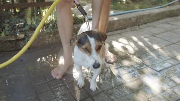 Mujer baño pequeño perro — Vídeo de stock