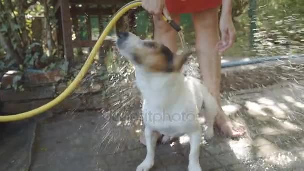 Женщина купает маленькую собаку — стоковое видео