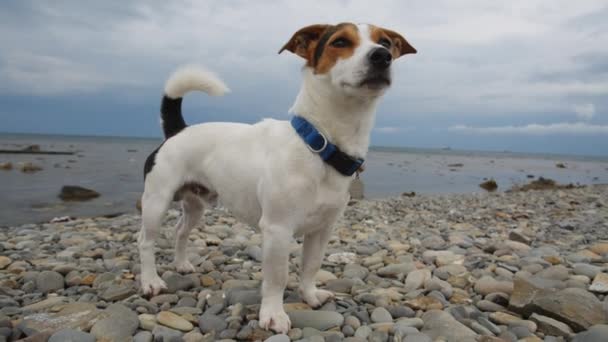 Perro se para en la orilla del mar y mira a la distancia — Vídeos de Stock
