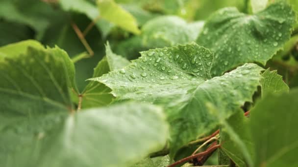 Капли дождя падают на зеленые листья — стоковое видео
