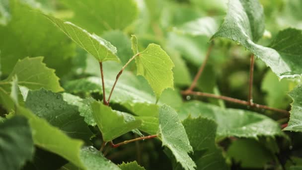 Краплі дощу падають на зелене листя — стокове відео