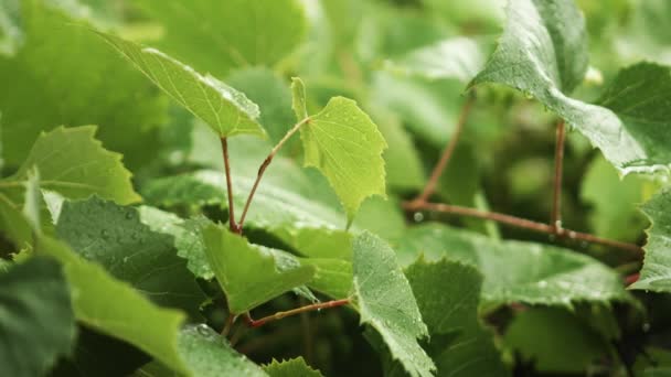 Gotas de lluvia cayendo sobre hojas verdes — Vídeos de Stock