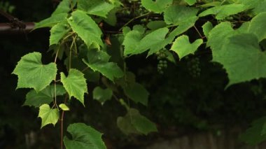 Yeşil yaprakları üzerine düşen yağmur damlaları