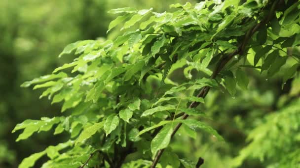 Капли дождя падают на зеленые листья — стоковое видео