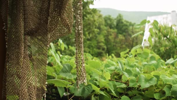 Gotas de lluvia cayendo sobre hojas verdes — Vídeos de Stock