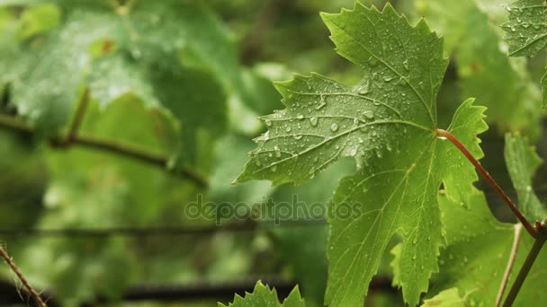 Regendruppels vallen op groene bladeren — Stockvideo
