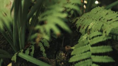 Fern yaprak doğal zemin