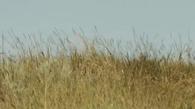 Mavi gökyüzü arka plan üzerinde çim.