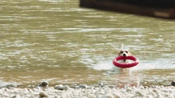 Жінка грає з собакою біля річки — стокове відео