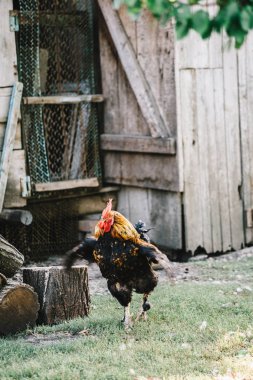 Tavuklar backyard besleme içinde