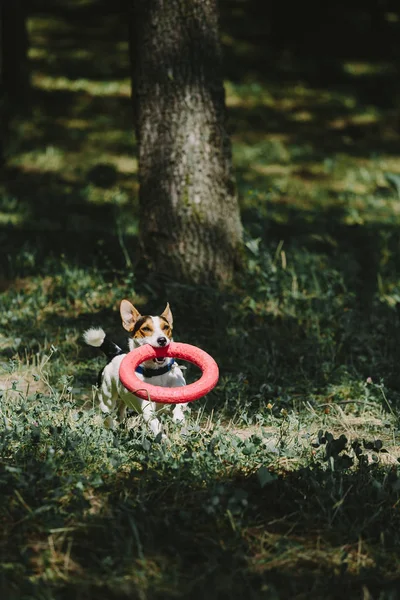 Собака бежит с игрушкой в лесу — стоковое фото