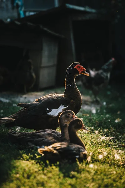 Flock kacsa-kertben — Stock Fotó