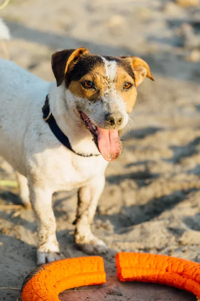 Adorable perro posando en la playa — Foto de Stock