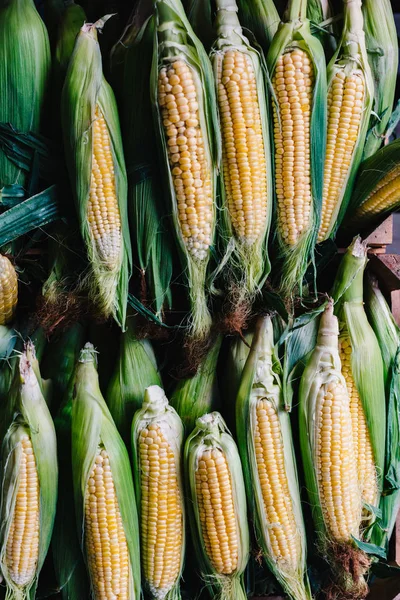 Mısır koçanı yığın üzerinde