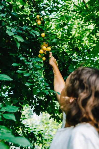 Ragazzina che raccoglie prugne nel frutteto — Foto Stock