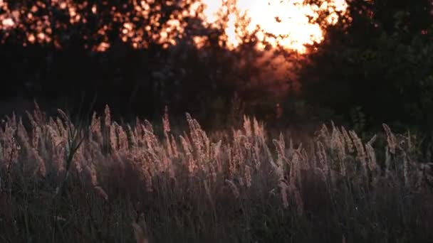 Трава и деревья под вечерним солнцем — стоковое видео