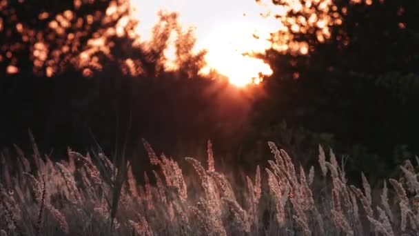 Трава и деревья под вечерним солнцем — стоковое видео