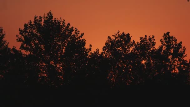 Silüeti ağaçlar gün batımında. — Stok video